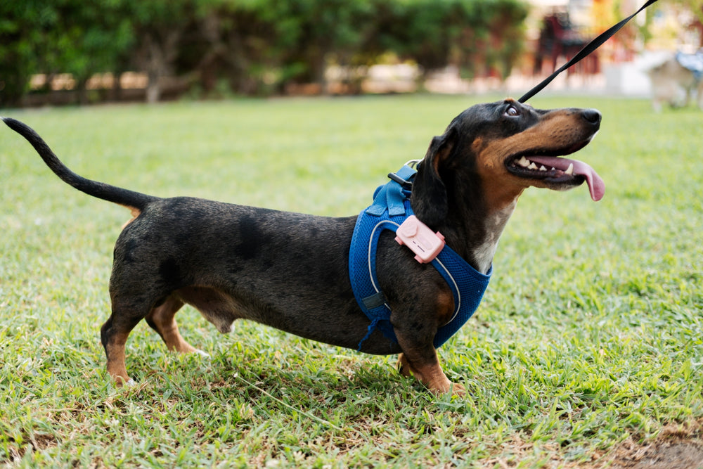 PetPhone Live GPS Tracker + Two Way Calling for Dogs and Cats - The PetPhone