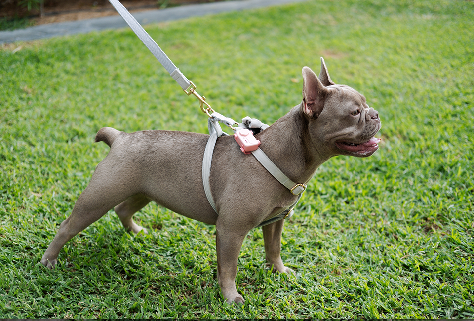 PetPhone Live GPS Tracker + Two Way Calling for Dogs and Cats - The PetPhone