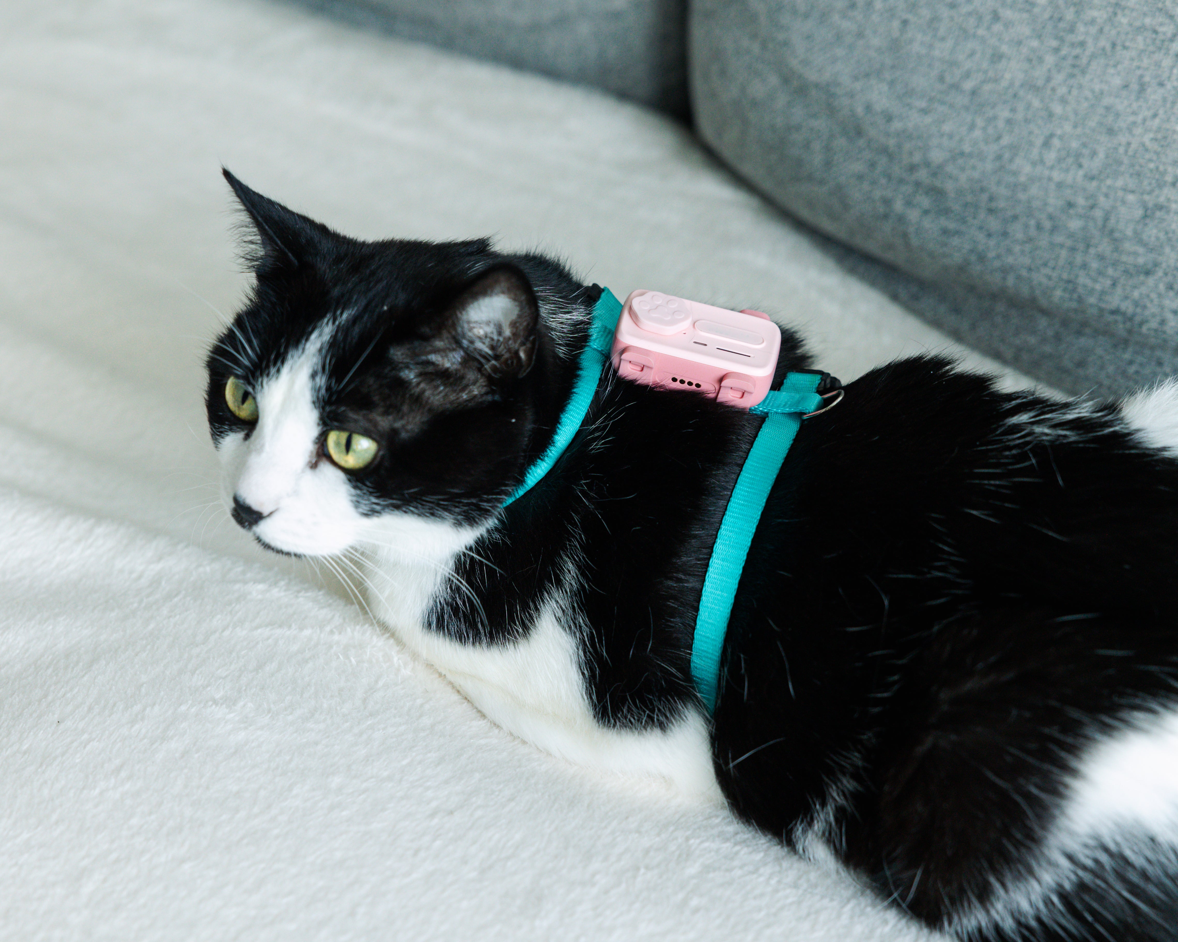 PetPhone Live GPS Tracker + Two Way Calling for Dogs and Cats - The PetPhone
