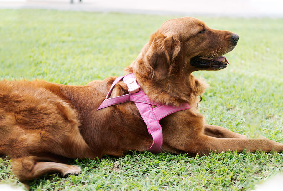 PetPhone Live GPS Tracker + Two Way Calling for Dogs and Cats - The PetPhone